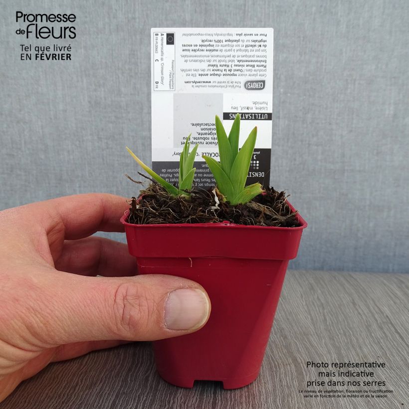 Example of Hémérocalle Crimson Glory - Lis d'un Jour Kweekpotje van 8/9 cm as you get in hiver