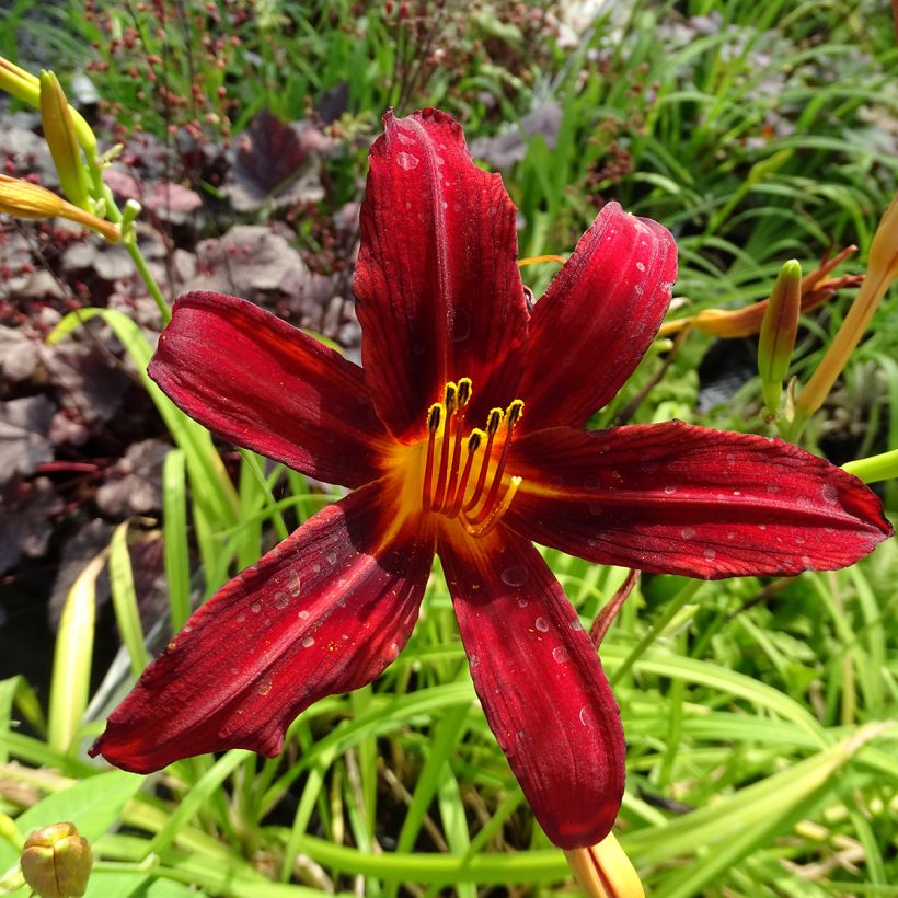 Hemerocallis Crimson Pirate - Daglelie (Flowering)