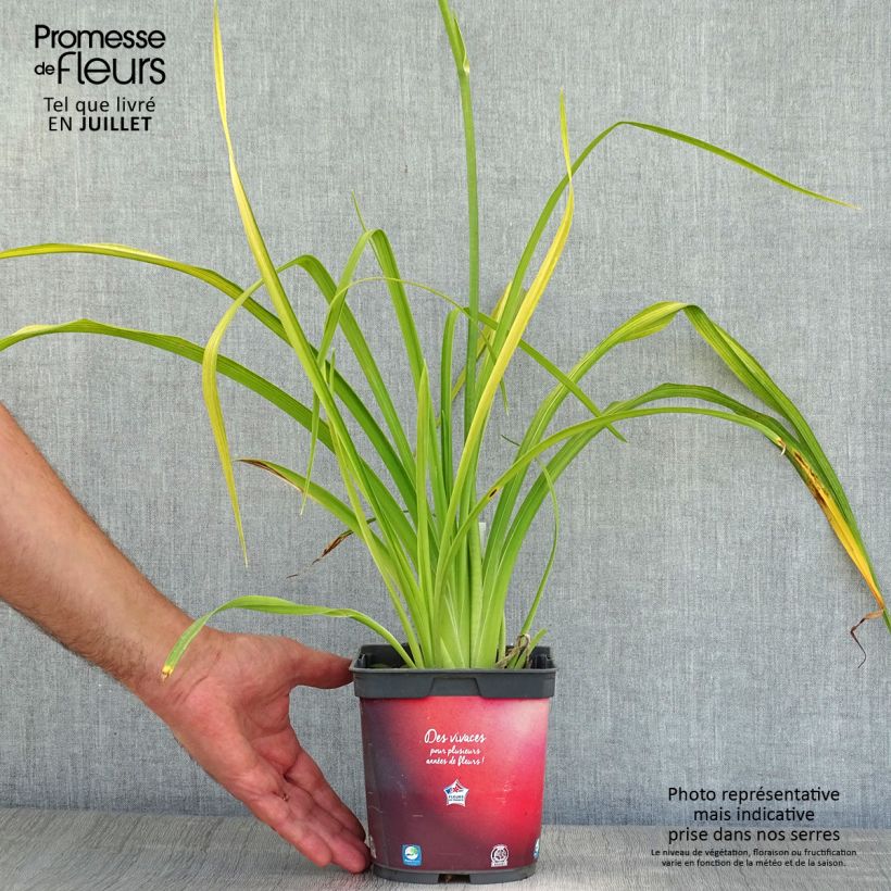Exemplaar van Hemerocallis Crimson Pirate - Daglelie Pot van 2 l/3 l zoals geleverd in de zomer