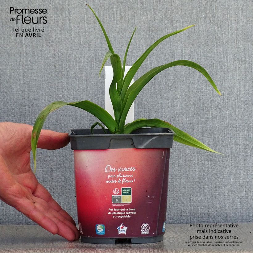 Example of Hémérocalle Crimson Pirate - Lis d'un Jour rouge vif Pot van 2 l/3 l as you get in printemps