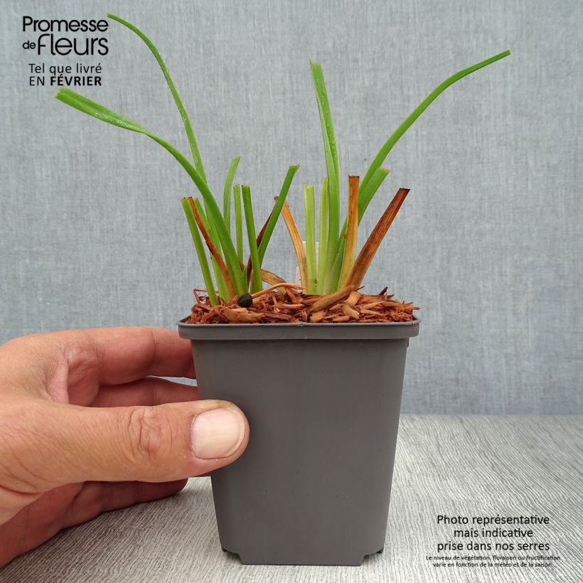 Exemplaar van Hemerocallis Custard Candy - Daglelie Kweekpotje van 8/9 cm zoals geleverd in de herfst