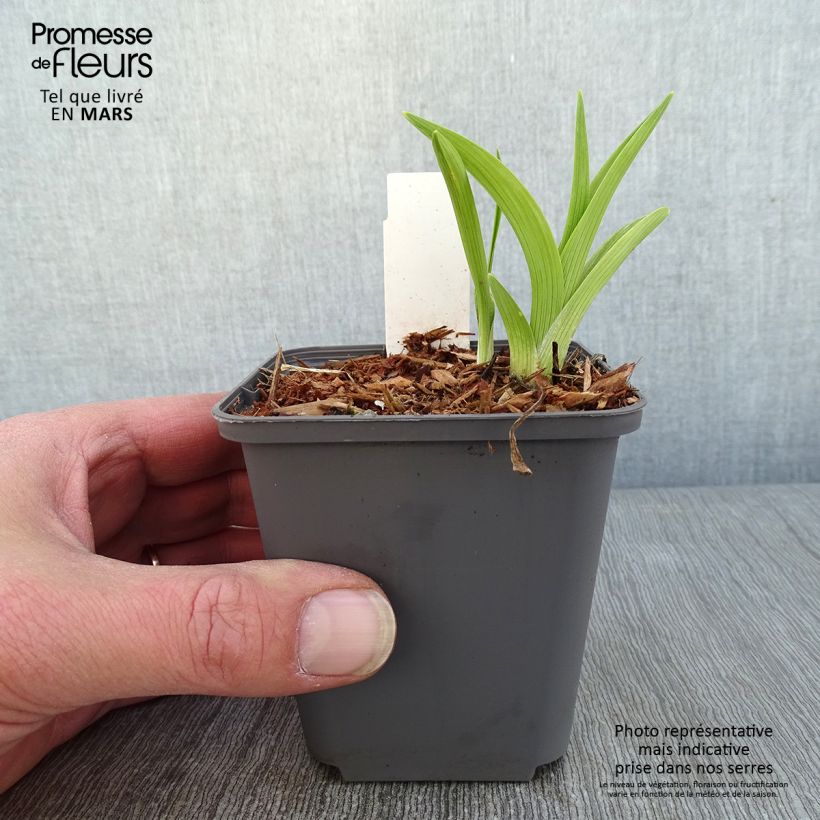 Example of Hémérocalle Custard Candy - Lis d'un jour jaune et crème Kweekpotje van 8/9 cm as you get in hiver