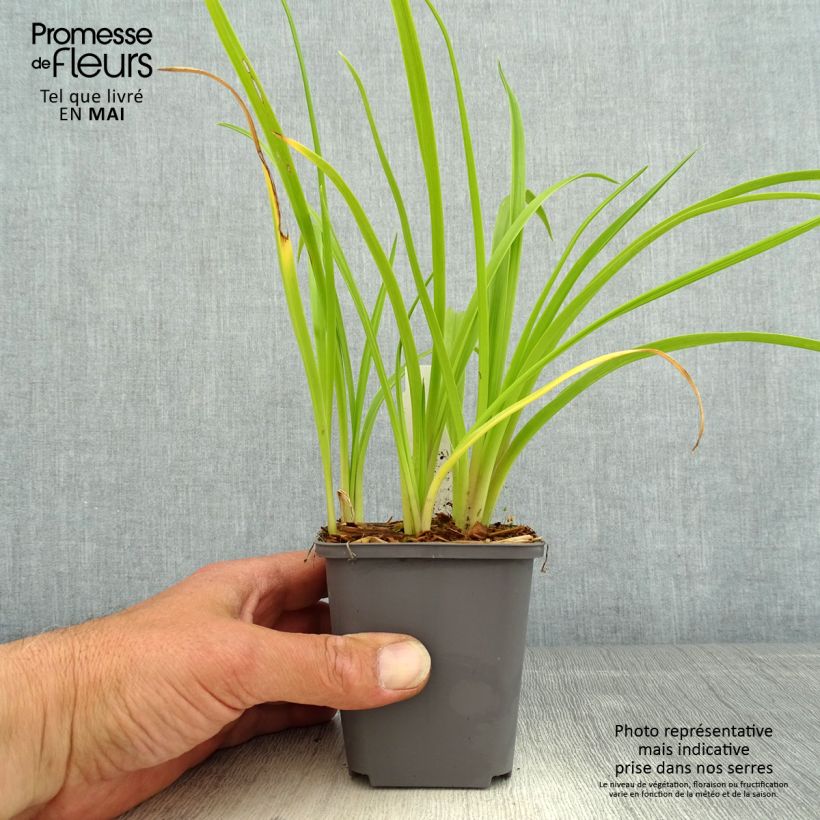 Exemplaar van Hemerocallis Custard Candy - Daglelie Kweekpotje van 8/9 cm zoals geleverd in de lente