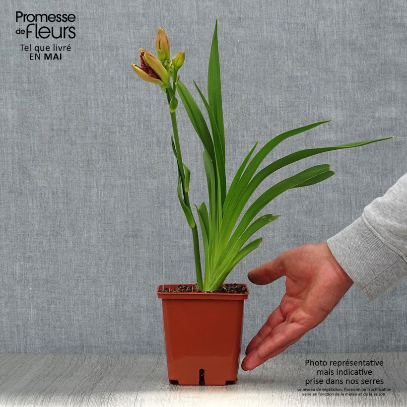 Exemplaar van Hemerocallis Daring Deception - Daglelie Pot van 1 l/1,5 l zoals geleverd in de lente