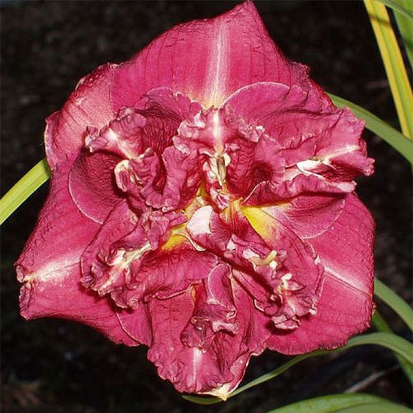 Hemerocallis Desdemona - Daglelie (Bloei)