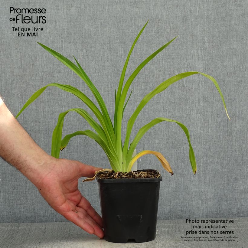 Exemplaar van Hemerocallis Destined to See - Daglelie Pot van 1 l/1,5 l zoals geleverd in de lente