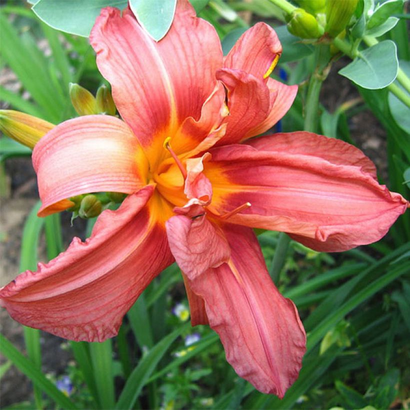 Hemerocallis Double Glamour - Daglelie (Bloei)