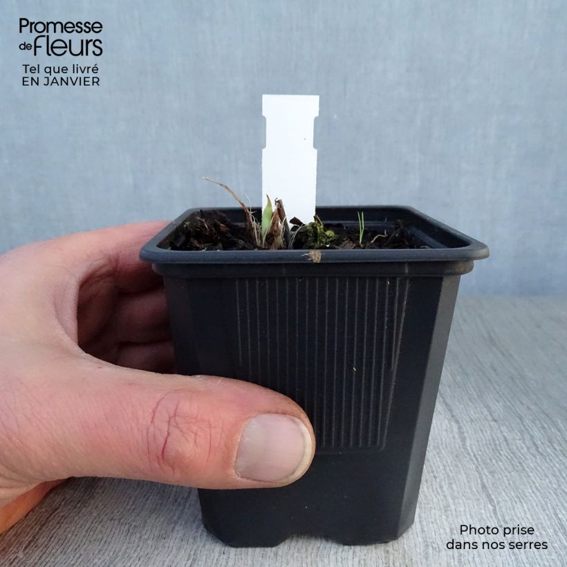 Example of Hémérocalle Double River Wye - Lis d'un jour jaune citron Kweekpotje van 8/9 cm as you get in hiver