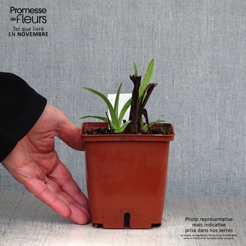 Exemplaar van Hemerocallis Dragons Eye - Daglelie Pot van 1 l/1,5 l zoals geleverd in de herfst