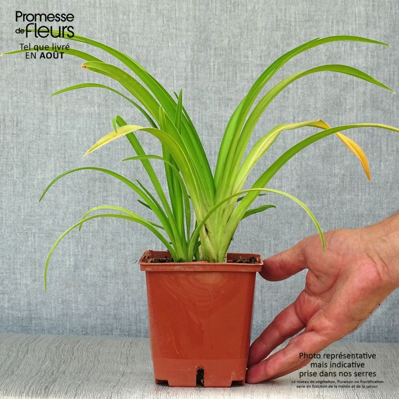 Exemplaar van Hemerocallis Dragons Eye - Daglelie Pot van 1 l/1,5 l zoals geleverd in de zomer
