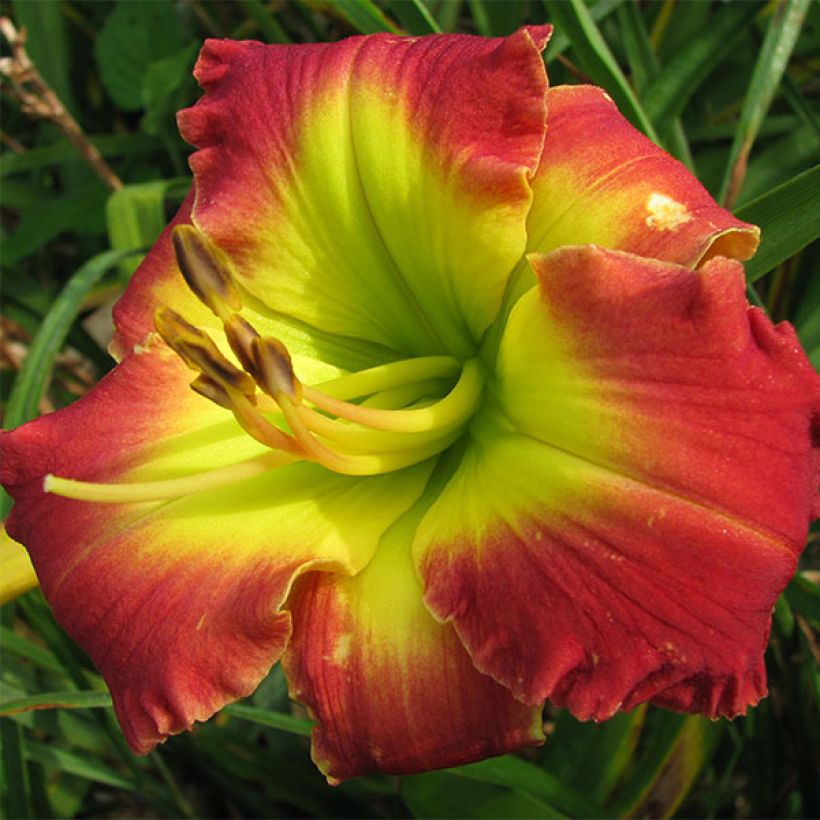 Hemerocallis Dragons King - Daglelie (Bloei)