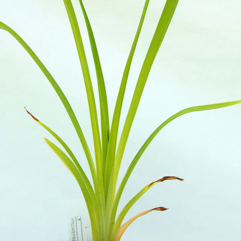 Hemerocallis Ed Murray - Daglelie (Foliage)