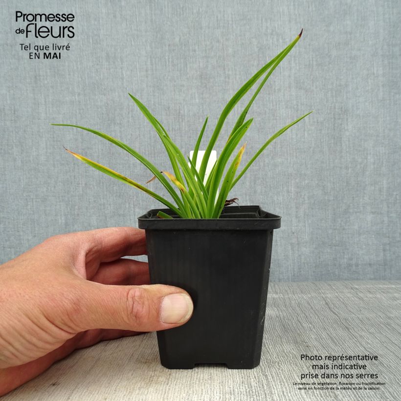 Exemplaar van Hemerocallis Ed Murray - Daglelie Kweekpotje van 8/9 cm zoals geleverd in de lente