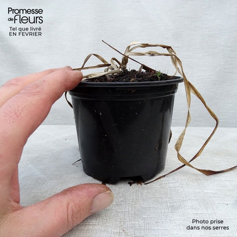 Example of Hémérocalle El Desperado - Lis d'un Jour jaune à macule noire Kweekpotje van 8/9 cm as you get in hiver