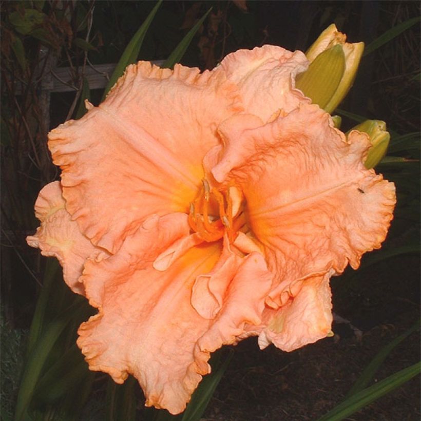 Hemerocallis Elisabeth Salter - Daglelie (Bloei)