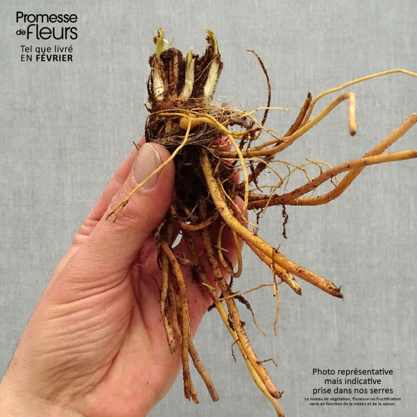 Example of Hémérocalle Everydaylily Bronze - Lis d'un jour Naakte wortel as you get in hiver