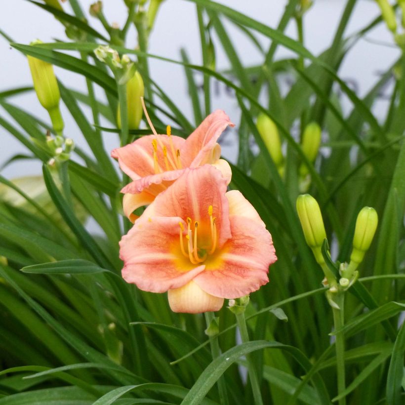 Hemerocallis Everydaylily Cerise - Daglelie (Flowering)