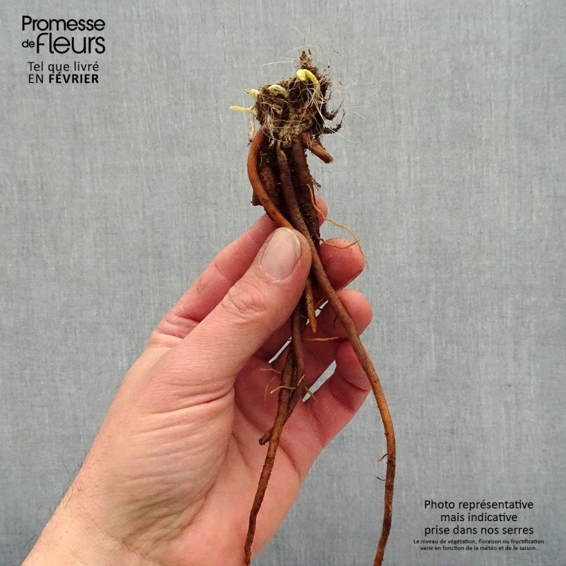 Example of Hémérocalle Everydaylily Cerise - Lis d'un jour Naakte wortel as you get in hiver