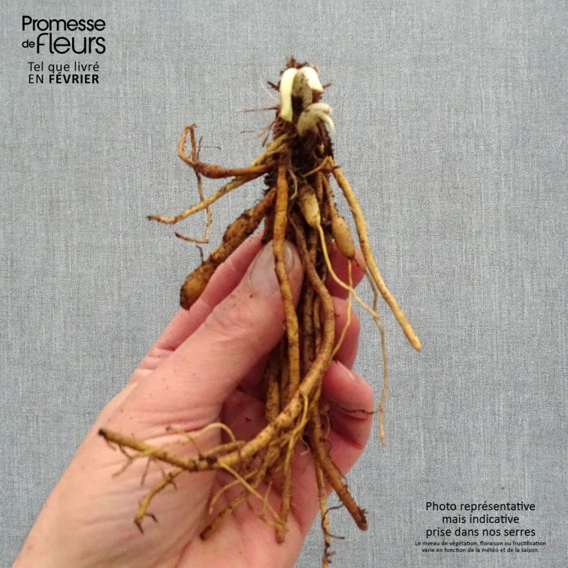 Example of Hémérocalle Everydaylily Red Ribs - Lis d'un jour Naakte wortel as you get in hiver