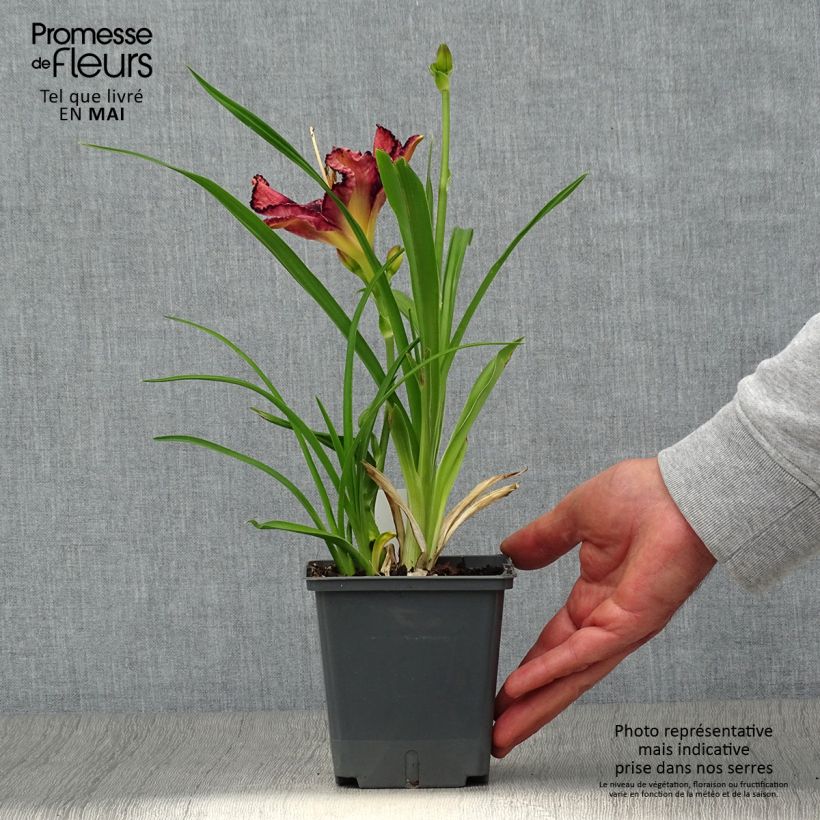 Exemplaar van Hemerocallis Exotic Treasure - Daglelie Pot van 1 l/1,5 l zoals geleverd in de lente