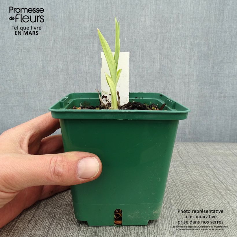 Example of Hémérocalle Eyed Beauty - Lis d'un Jour Pot van 1 l/1,5 l as you get in hiver