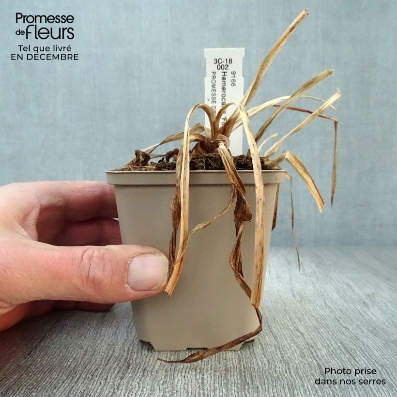 Example of Hémérocalle Final Touch - Lis d'un jour rose carmin à centre vert Kweekpotje van 8/9 cm as you get in hiver