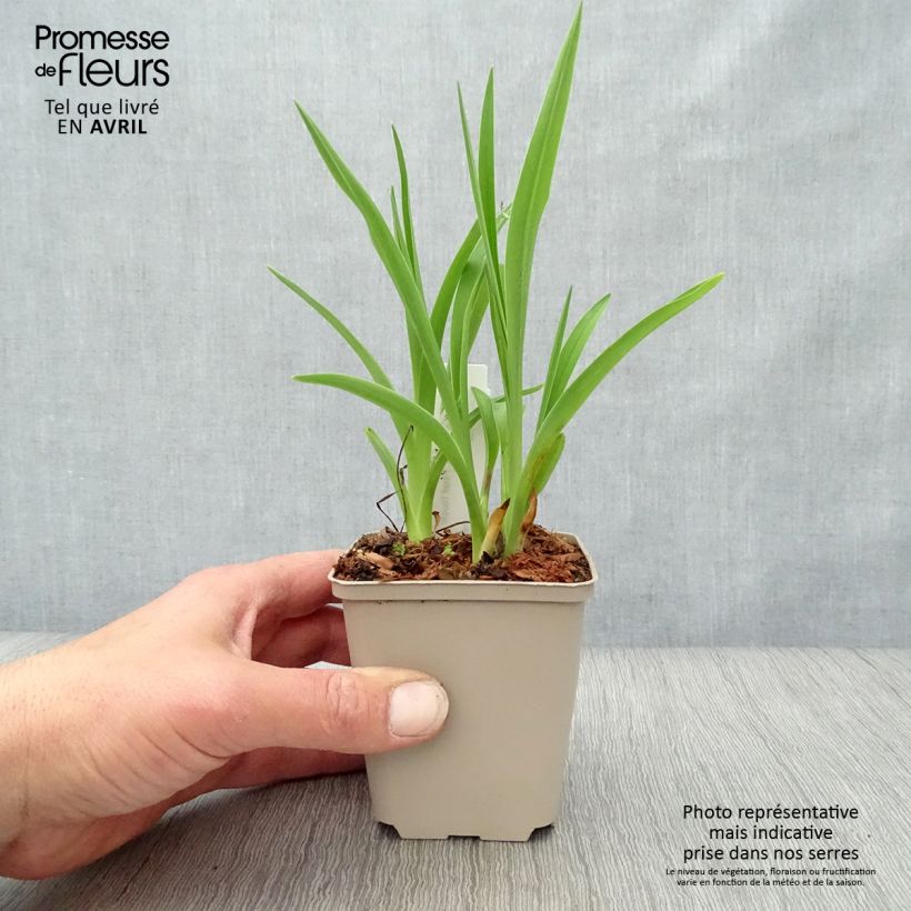 Exemplaar van Hemerocallis Final Touch - Daglelie Kweekpotje van 8/9 cm zoals geleverd in de lente