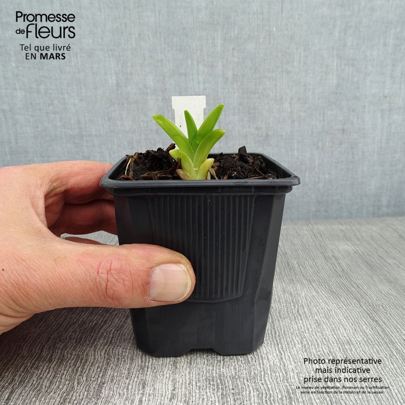 Example of Hémérocalle Flambeau - Lis d'un Jour Kweekpotje van 8/9 cm as you get in hiver