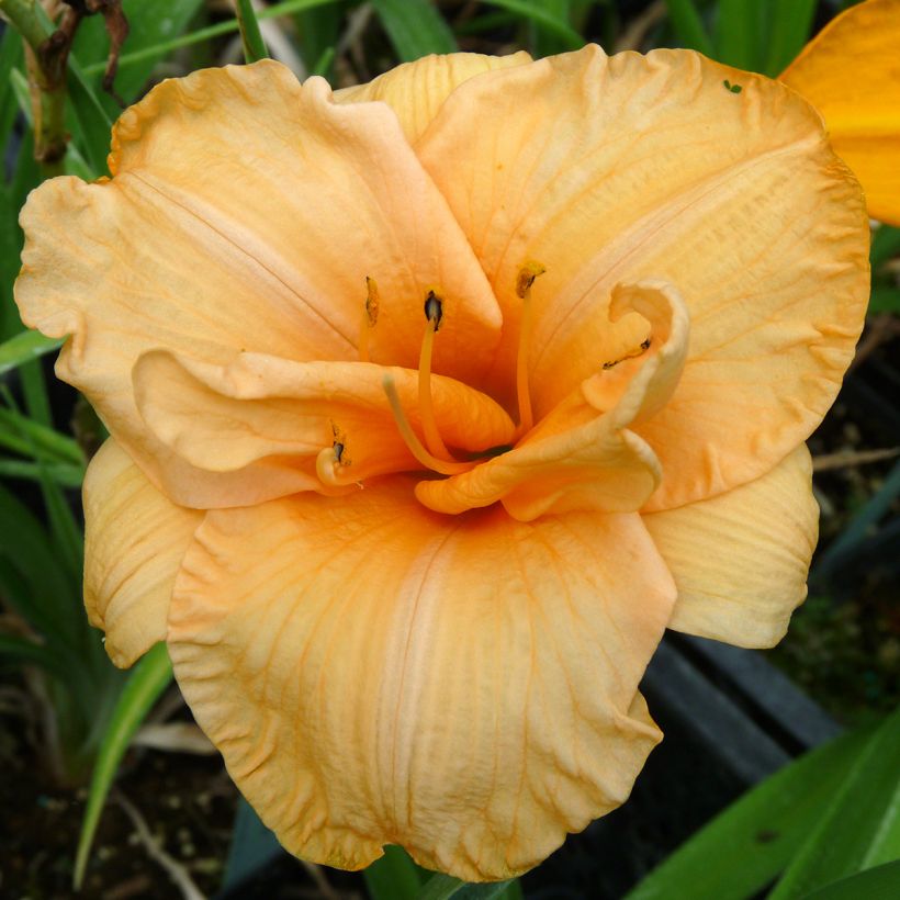 Hemerocallis Flower Pavilion - Daglelie (Bloei)
