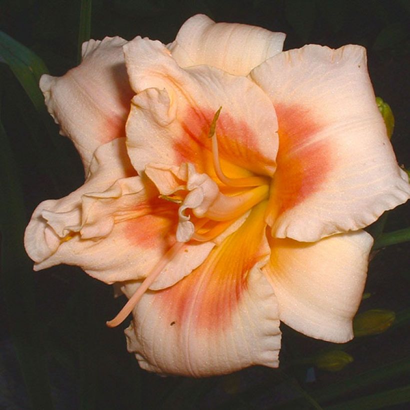 Hemerocallis Forty Second Street - Daglelie (Flowering)
