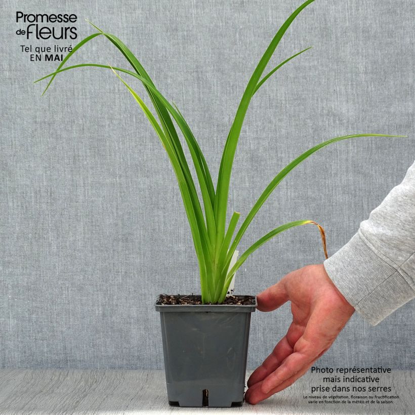 Exemplaar van Hemerocallis Forty Second Street - Daglelie Pot van 1 l/1,5 l zoals geleverd in de lente