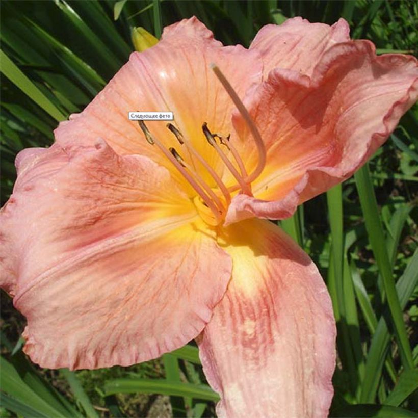 Hemerocallis Franck Gladney - Daglelie (Bloei)