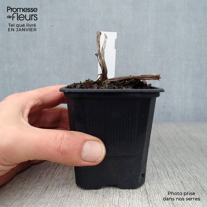 Example of Hémérocalle Frans Hals - Lis d'un Jour bicolore rouge orange Kweekpotje van 8/9 cm as you get in hiver