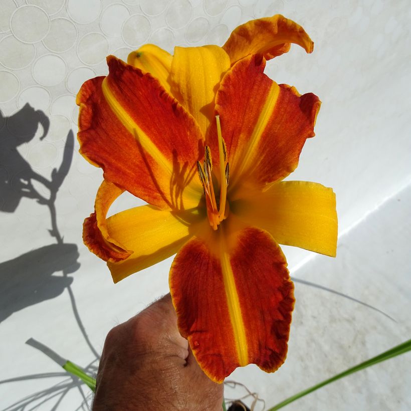 Hemerocallis Frans Hals - Daglelie (Flowering)