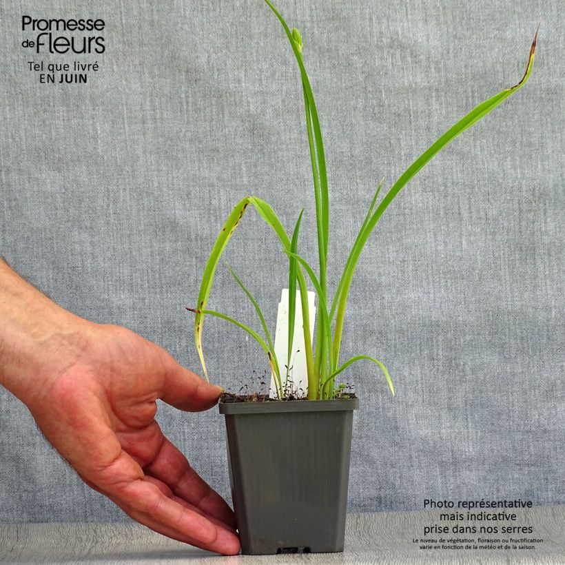 Exemplaar van Hemerocallis Frans Hals - Daglelie Kweekpotje van 8/9 cm zoals geleverd in de zomer