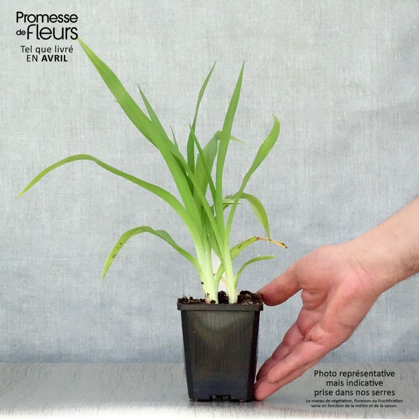 Exemplaar van Hemerocallis Frans Hals - Daglelie Kweekpotje van 8/9 cm zoals geleverd in de lente