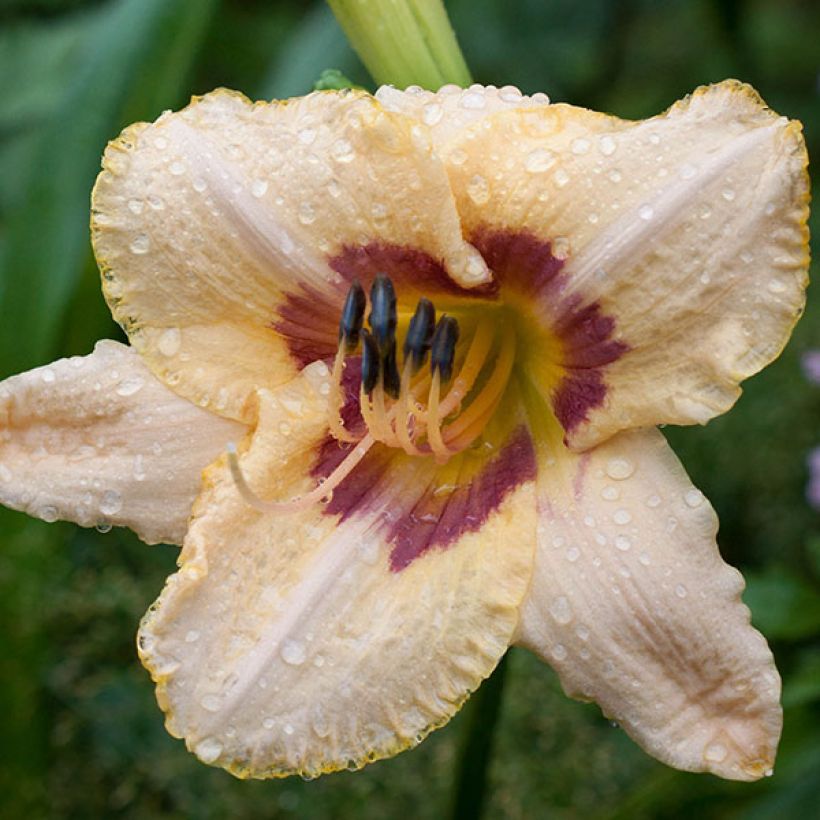 Hemerocallis Gay Cravat - Daglelie (Bloei)