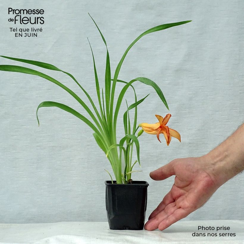 Exemplaar van Hemerocallis George Cunningham - Daglelie Kweekpotje van 8/9 cm zoals geleverd in de zomer