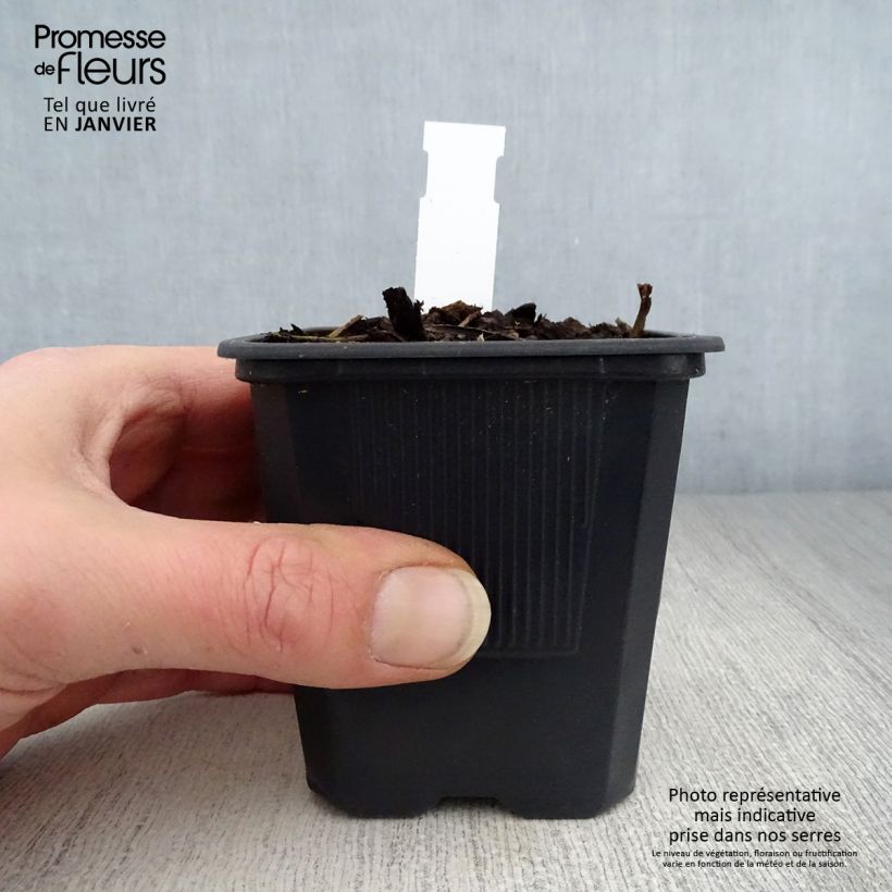 Example of Hémérocalle George Cunningham - Lis d'un jour orange saumon Kweekpotje van 8/9 cm as you get in hiver