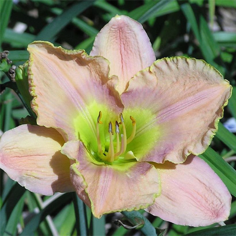 Hemerocallis Graceland - Daglelie (Bloei)