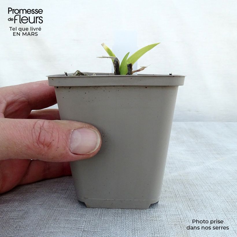 Exemplaar van Hemerocallis Grape Velvet - Daglelie Kweekpotje van 8/9 cm zoals geleverd in de lente