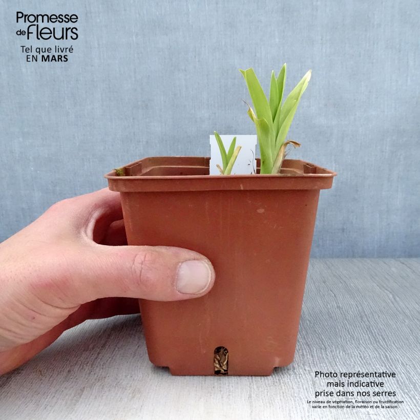 Exemplaar van Hemerocallis Hazel Monette - Daglelie Kweekpotje van 8/9 cm zoals geleverd in de lente