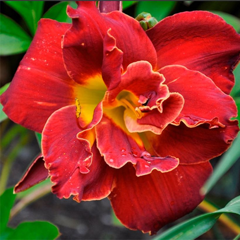 Hemerocallis Highland Lord - Daglelie (Bloei)