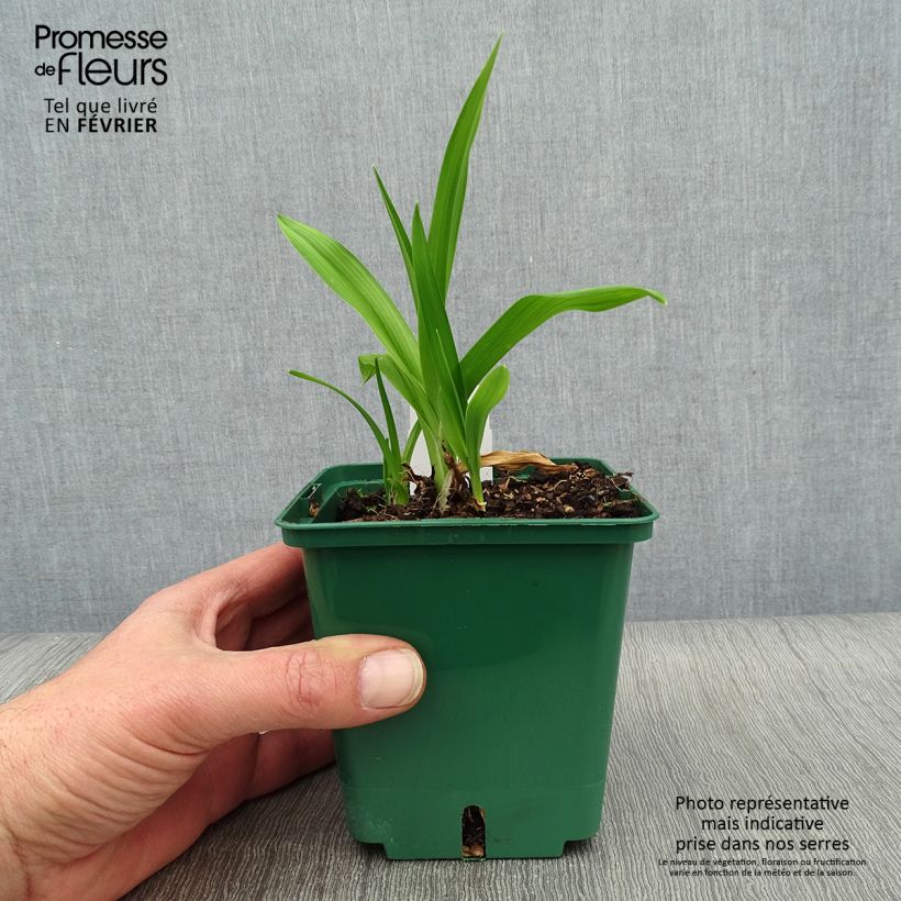 Exemplaar van Hemerocallis Indian Giver - Daglelie Pot van 1 l/1,5 l zoals geleverd in de winter