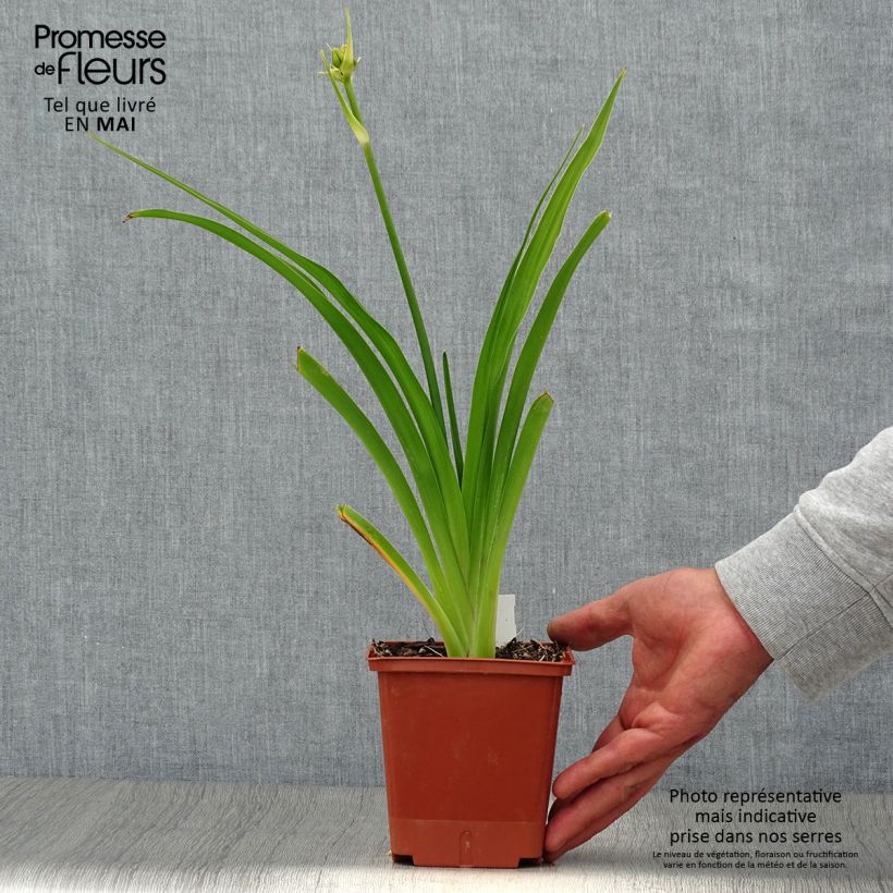 Exemplaar van Hemerocallis In Excess - Daglelie Pot van 1 l/1,5 l zoals geleverd in de lente