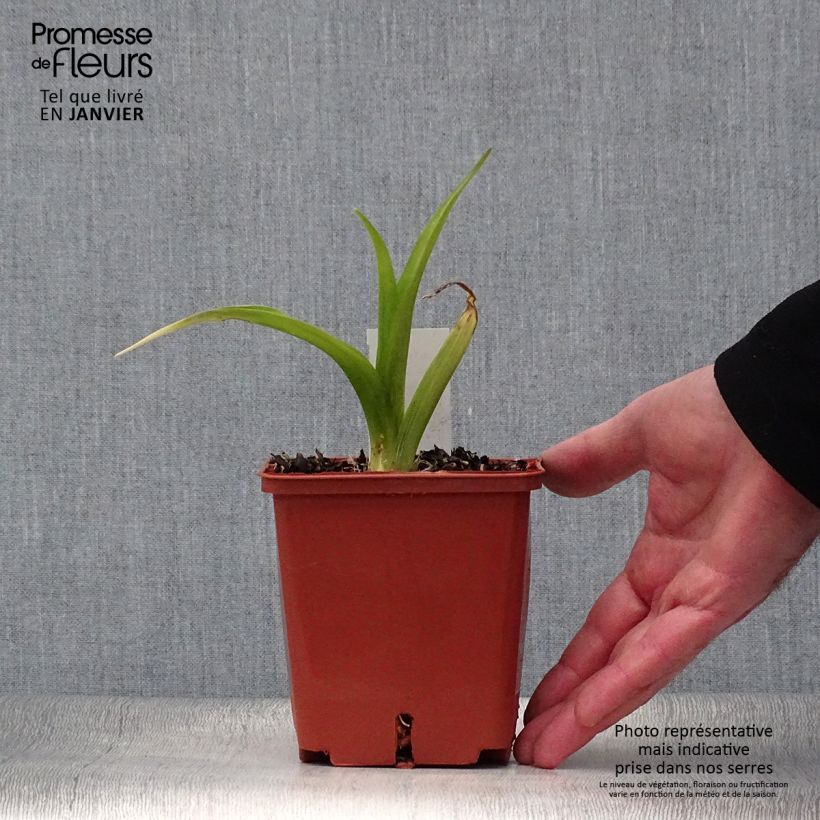 Exemplaar van Hemerocallis Indy Reflections - Daglelie Pot van 1 l/1,5 l zoals geleverd in de winter