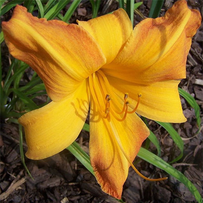 Hemerocallis Invictus - Daglelie (Bloei)