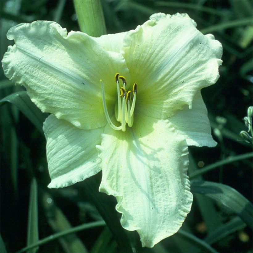 Hemerocallis Iron Gate Glacier - Daglelie (Flowering)