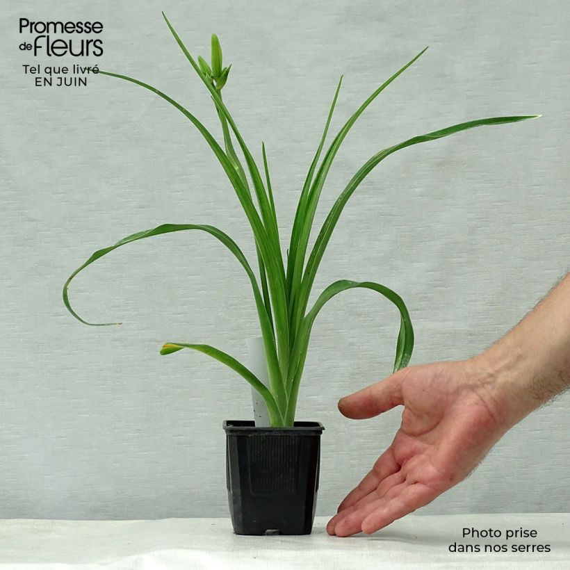 Exemplaar van Hemerocallis Iron Gate Glacier - Daglelie Kweekpotje van 8/9 cm zoals geleverd in de zomer