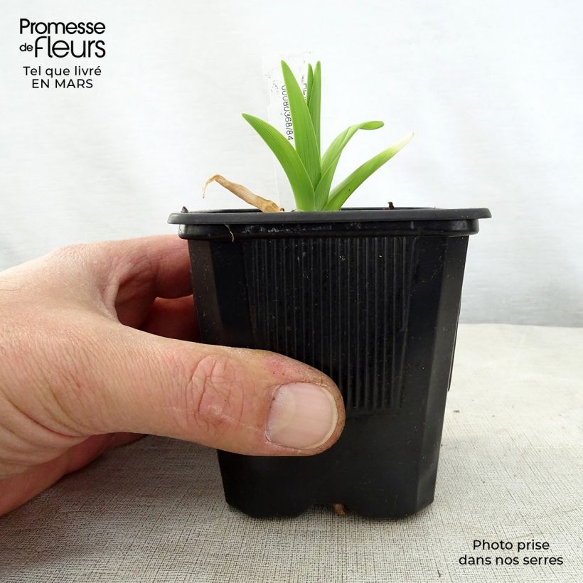 Exemplaar van Hemerocallis Iron Gate Glacier - Daglelie Kweekpotje van 8/9 cm zoals geleverd in de lente